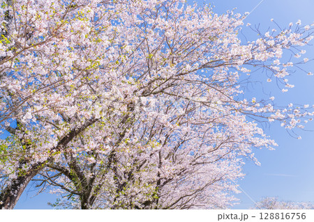 《宮崎県》西都原・満開の桜並木 128816756
