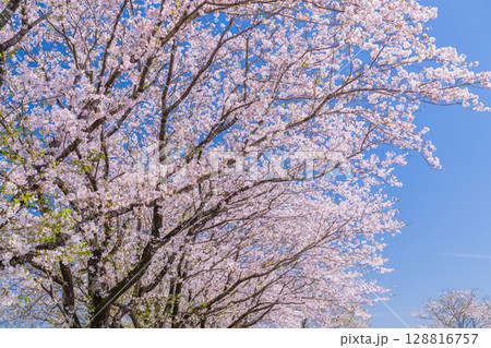 《宮崎県》西都原・満開の桜並木 128816757