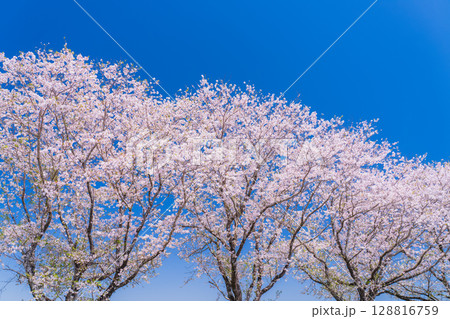 《宮崎県》西都原・満開の桜並木 《宮崎県》西都原・満開の桜並木 128816759