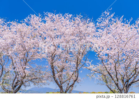 《宮崎県》西都原・満開の桜並木 128816761