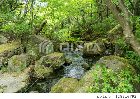 大根島由志園の日本庭園 大根島由志園の日本庭園 128816792
