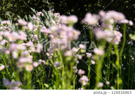 光の中に揺れる春の花① 128816863
