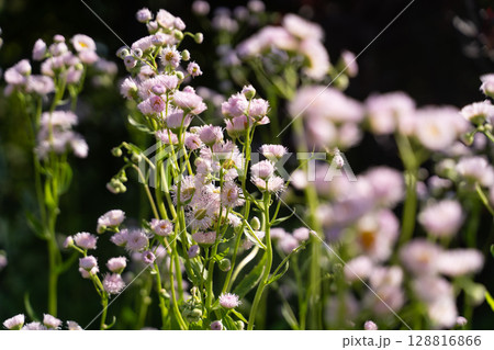 光の中に揺れる春の花④ 128816866
