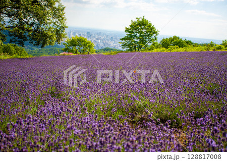 北海道 札幌市 幌見峠 ラベンダー 北海道 札幌市 幌見峠 ラベンダー 128817008