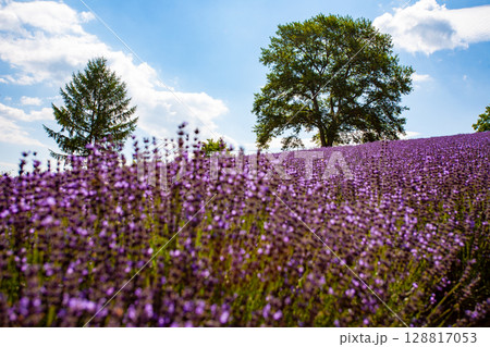 北海道　札幌市　幌見峠　ラベンダー　 128817053