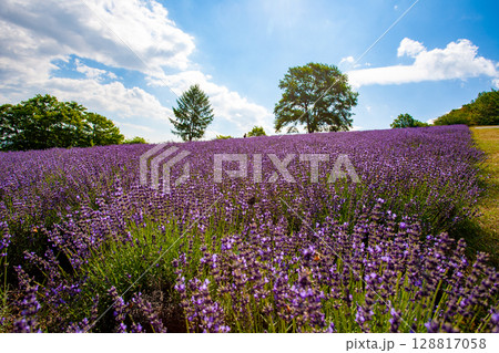 北海道　札幌市　幌見峠　ラベンダー　 128817058