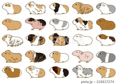 様々なモルモットのセット 様々なモルモットのセット 128817274