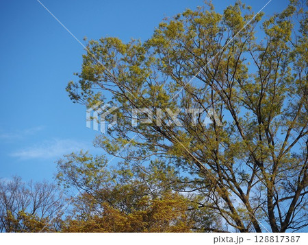 六義園のクスノキに新緑が芽吹くころ 128817387
