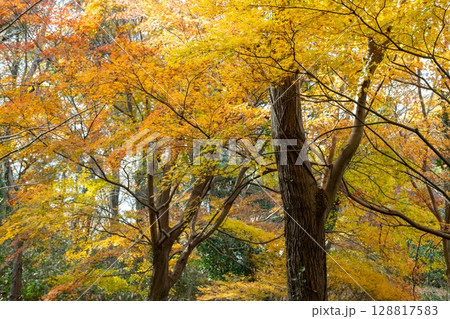 美しい紅葉の森 美しい紅葉の森 128817583