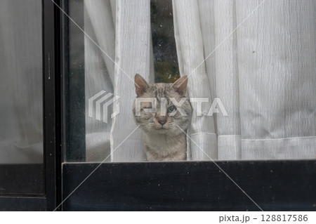 窓から外を眺める飼いネコ シャムトラ猫 窓から外を眺める飼いネコ シャムトラ猫 128817586
