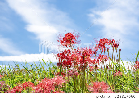 葛城一言主神社前の彼岸花 128817660