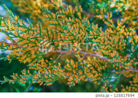 Photo of beautiful bright yellow-orange flowers on the tips of branches of evergreen thuja during flowering in midsummer, close-up on a blurred multi-colored background. Beauty of nature Photo of beautiful bright yellow-orange flowers on the tips of branches of evergreen thuja during flowering in midsummer, close-up on a blurred multi-colored background. Beauty of nature 128817694