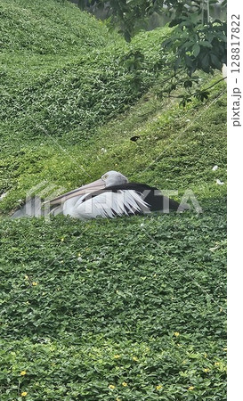 This is pelican on the water  128817822