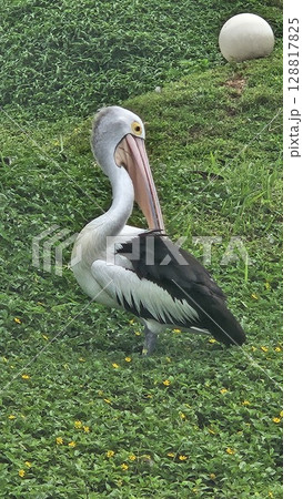This is pelican on the water This is pelican on the water 128817825