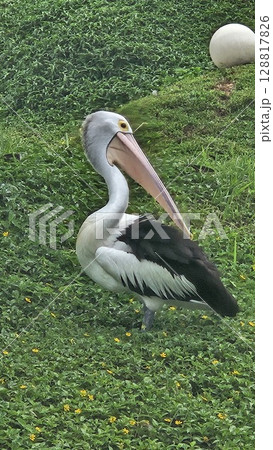 This is pelican on the water This is pelican on the water 128817826