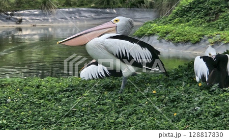 This is pelican on the water This is pelican on the water 128817830