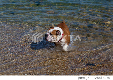 Bulldog splashing in shallow clear water at the beach 128818070