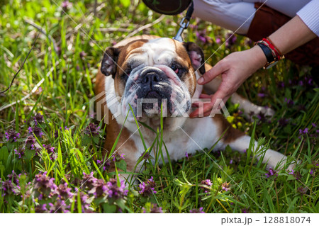 Bulldog resting in a field of grass and purple wildflowers Bulldog resting in a field of grass and purple wildflowers 128818074