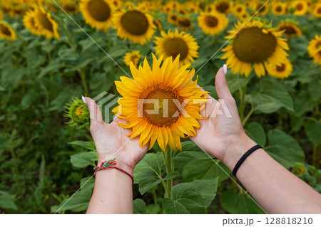 Female hands holding sunflower flower close-up 128818210