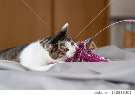 おもちゃで遊ぶ猫 キジトラ猫 おもちゃで遊ぶ猫 キジトラ猫 128818301