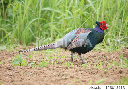 畑を歩く野生のキジ 128818418