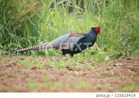 畑を歩く野生のキジ 128818419