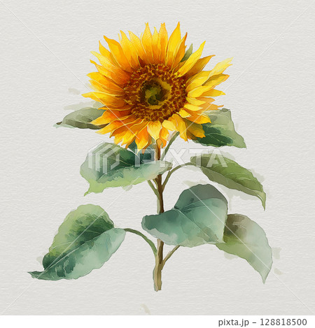 水彩で描いたひまわりの花 128818500