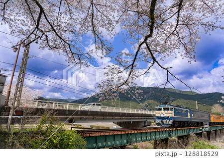 静岡県家山　満開の桜と大井川鐵道の家山橋を通過する鉄道列車 128818529