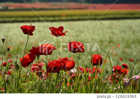 鴻巣市馬室地区のポピーの花畑 128819363