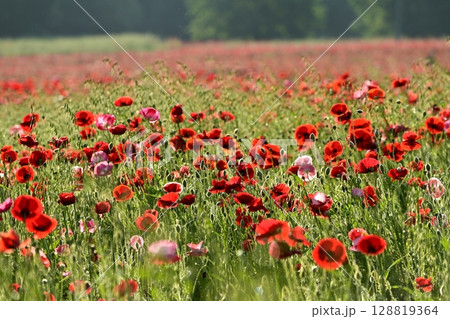鴻巣市馬室地区のポピーの花畑 128819364
