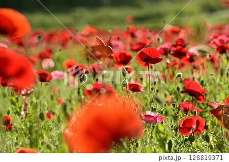鴻巣市馬室地区のポピーの花畑 鴻巣市馬室地区のポピーの花畑 128819371