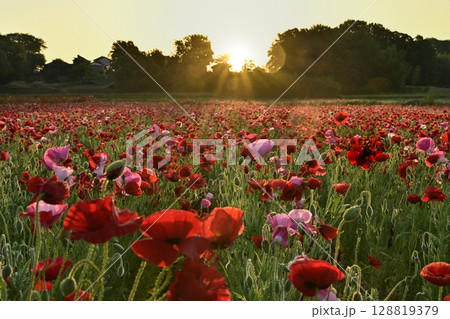 鴻巣市馬室地区の朝日差すポピーの花畑 128819379
