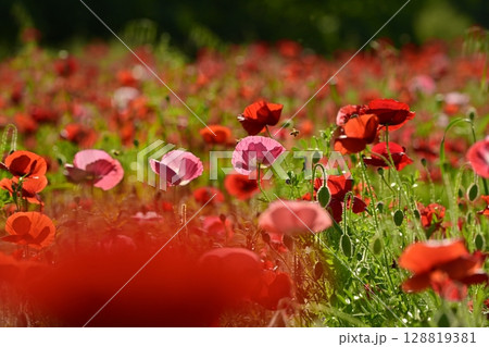 鴻巣市馬室地区のハチ飛ぶポピーの花畑 128819381
