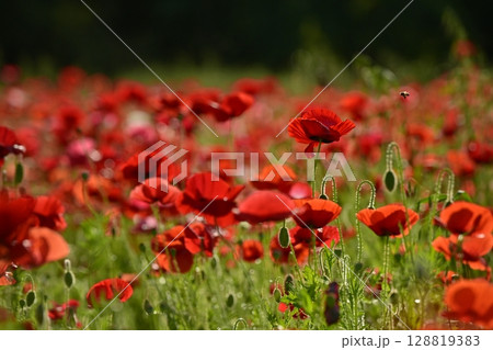 鴻巣市馬室地区のハチ飛ぶポピーの花畑 128819383