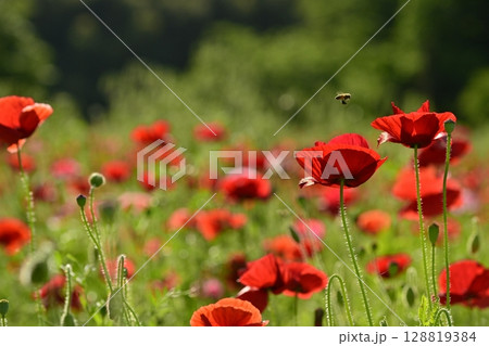 鴻巣市馬室地区のハチ飛ぶポピーの花畑 128819384