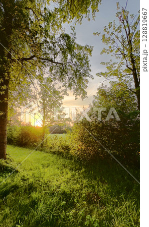 Experience the Serene Beauty of a Sunset Through Lush Greenery in a Joie de Vivre Tranquil Forest 128819667
