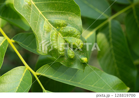 Infected Walnut Leaves with Characteristic Yellow Gall Formations on Tree 128819700