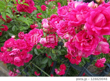 濃いピンク(マゼンタ)のバラの花のアップ 濃いピンク(マゼンタ)のバラの花のアップ 128820048