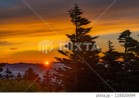 (群馬県)渋峠の樹林越しに雲海の夜明け (群馬県)渋峠の樹林越しに雲海の夜明け 128820094