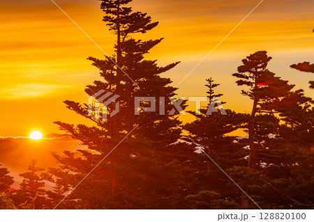 （群馬県）渋峠の樹林越しに雲海の夜明け 128820100