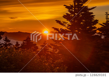 (群馬県)渋峠の樹林越しに雲海の夜明け (群馬県)渋峠の樹林越しに雲海の夜明け 128820101