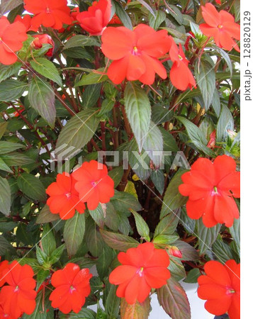 赤いインパチェンスの花のアップ 赤いインパチェンスの花のアップ 128820129