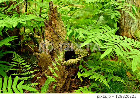 杉沢の沢スギ 初夏 朽ち木 富山県 杉沢の沢スギ 初夏 朽ち木 富山県 128820223