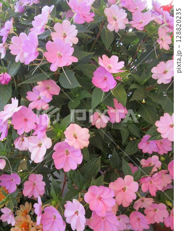 ピンクのインパチェンスの花のアップ ピンクのインパチェンスの花のアップ 128820235