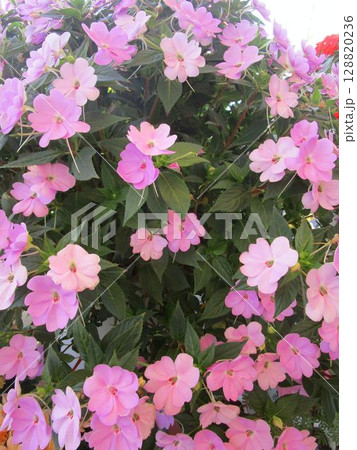 ピンクのインパチェンスの花のアップ ピンクのインパチェンスの花のアップ 128820236