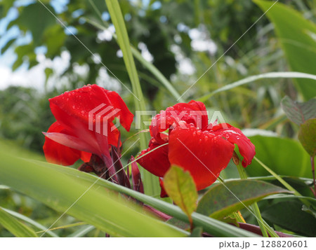 水滴をつけた土讃線脇の赤いカンナ(雨上がりの線路端) 水滴をつけた土讃線脇の赤いカンナ(雨上がりの線路端) 128820601