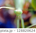 カマキリの顔 128820624