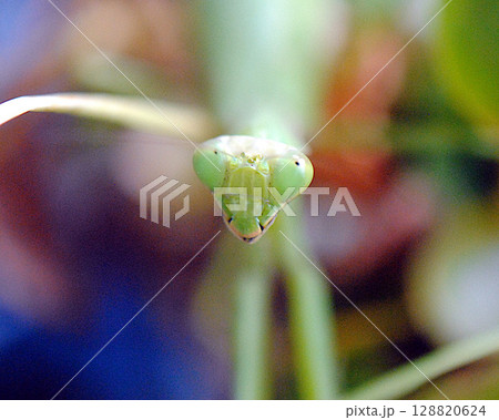 カマキリの顔 カマキリの顔 128820624