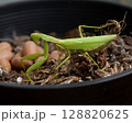 緑色のカマキリ 128820625