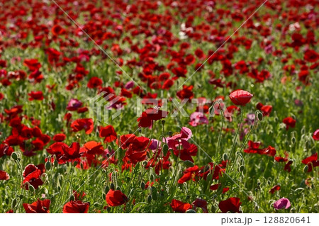 鴻巣市馬室地区の朝露付くポピーの花畑 128820641